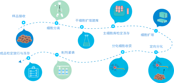 【干貨】細(xì)胞治療怎么走？政策法規(guī)全解析（上）